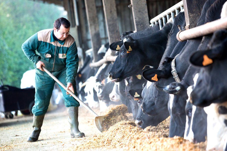 agriculteur nourrissant ses vaches à l'étable