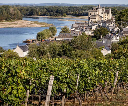 Vignoble et château de Montsoreau en bord de Loire 