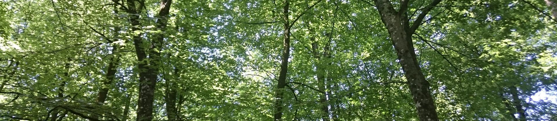 cimes d'arbres dans une forêt