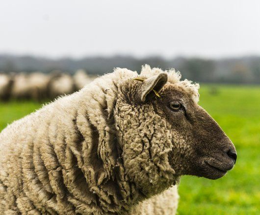 Gros plan de profil d'un mouton vendéen