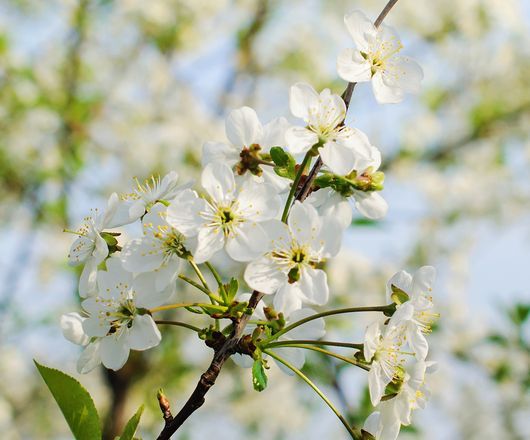 Gros plan d'une branche de cerisier blanc en fleur