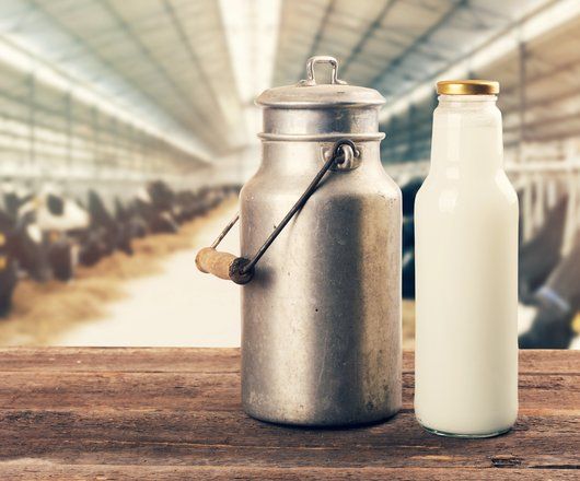 Pot et bouteille de lait dans une ferme avec des vaches en arrière-plan