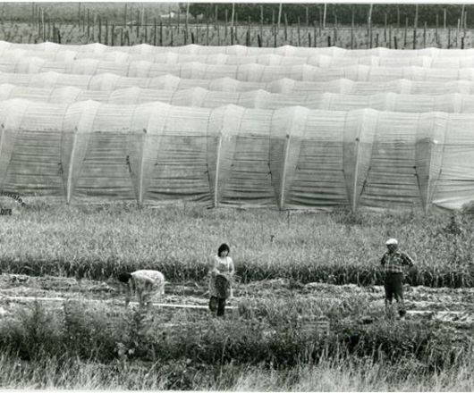 Paysage de serres dans le Maine-et-Loire au début des années 1980