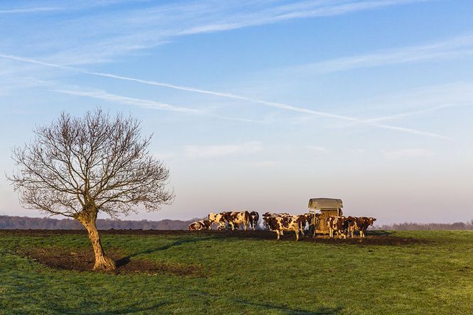 quelques vaches près d'un arbre dans un champ par beau temps