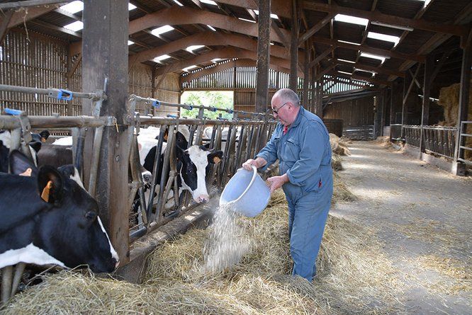 un agriculteur nourrit ses vaches à l'étable