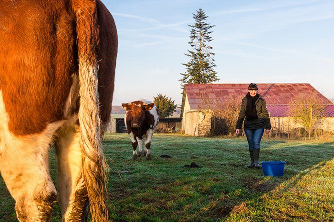 agricultrice dans un champ avec 2 vaches par beau temps