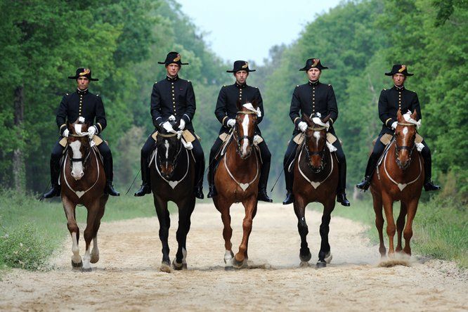 5 cavaliers du cadre noir alignés sur leurs chevaux sur un chemin boisé