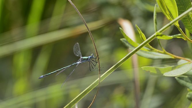 Libellule dans son environnement 