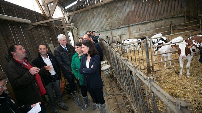 Visite d'une ferme bas carbone avec vaches dans un hangar 