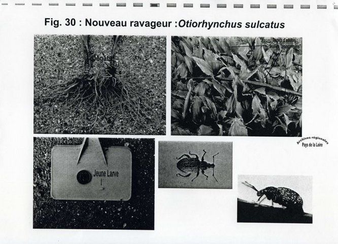 Extrait des résultats de l’expérimentation menée en 2007 sur la production de muguet par la Fédération départementale des Maraîchers nantais : la lutte contre les ravageurs du muguet. 