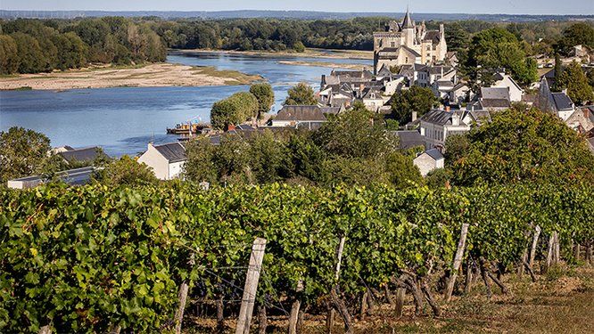 Vignoble et château de Montsoreau en bord de Loire 