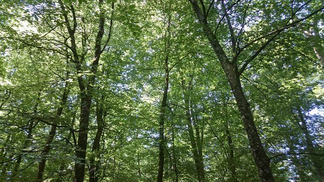 cimes d'arbres dans une forêt