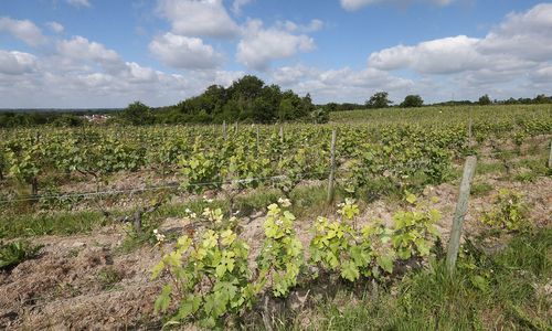champs de vignes