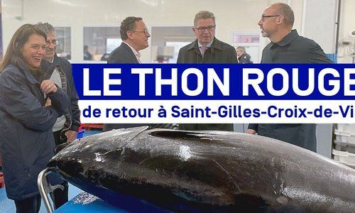 Le thon rouge peut de nouveau être débarqué sur le port de Saint-Gilles-Croix-de-Vie