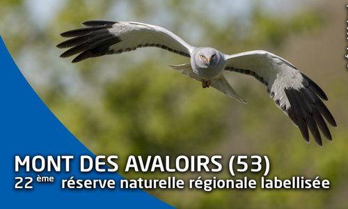 Labellisation du site du Mont des Avaloirs (53) en réserve naturelle régionale des Pays de la Loire