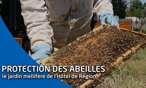 Récolte du miel dans les jardins de l'Hôtel de Région