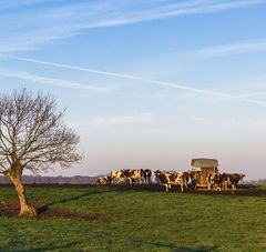 quelques vaches près d'un arbre dans un champ par beau temps