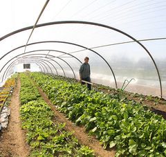 salades vertes et semis sous serre avec un maraîcher