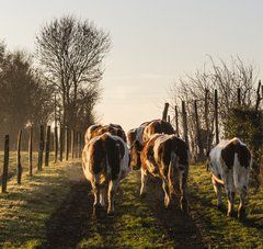 troupeau de vaches de dos marchant