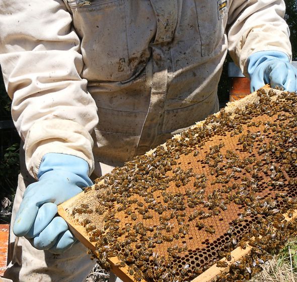 Apiculteurs au milieu des abeilles dans les jardins de l'Hotel de Région à Nantes